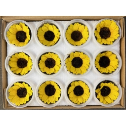 sunflower (12head)